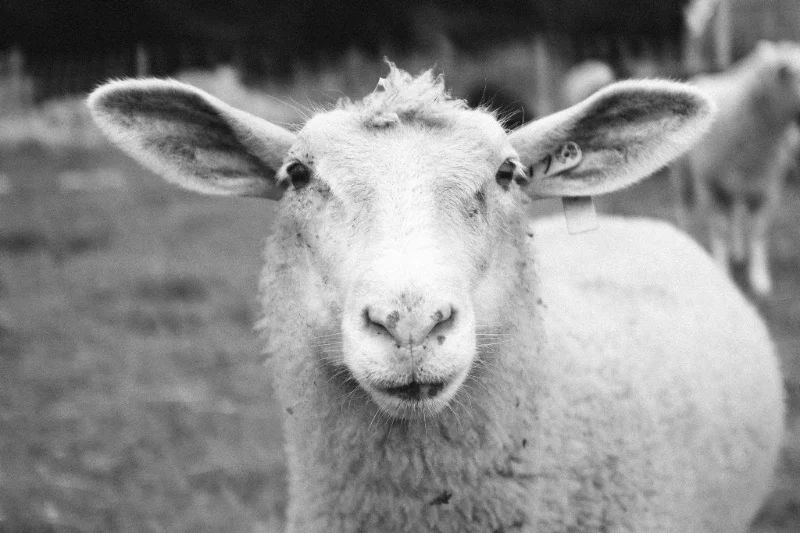 Portrait of a lamb