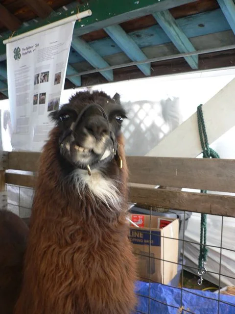 llama.jpg