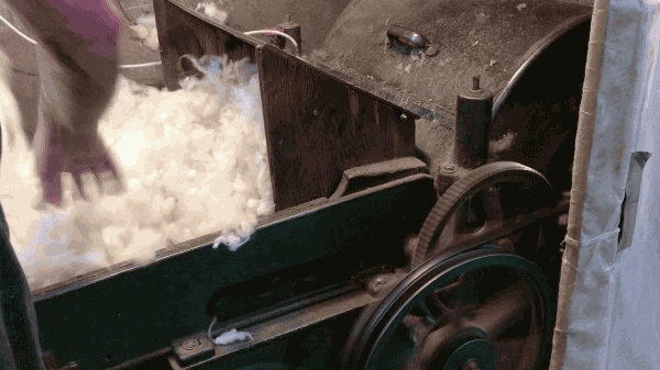 Wool being fed into the picker
