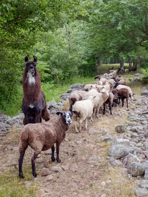 One of these animals is not like the others