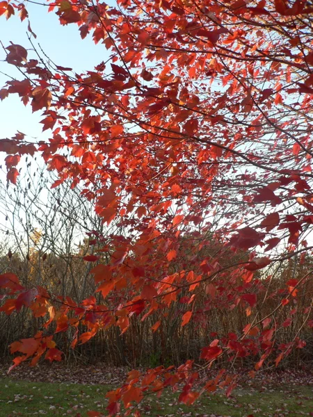 leaves.jpg